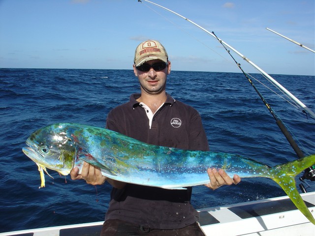 Dolphinfish Exxy Dolphinfish Exxy